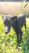 PERLA Image 2